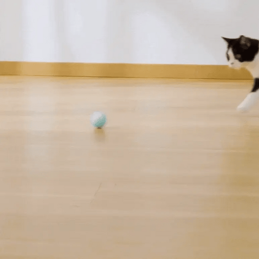 Cat playing with a ball on a wooden floor