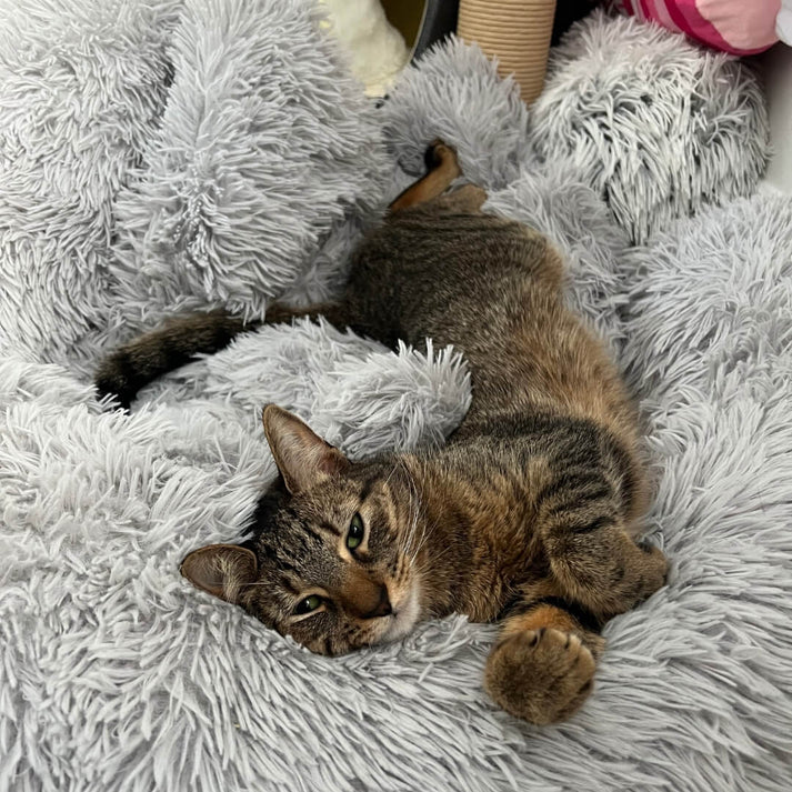 Plush Furniture Protector Bed