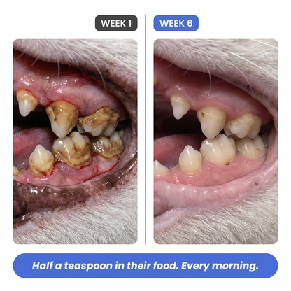 Dental Plus Powder [Free Today]